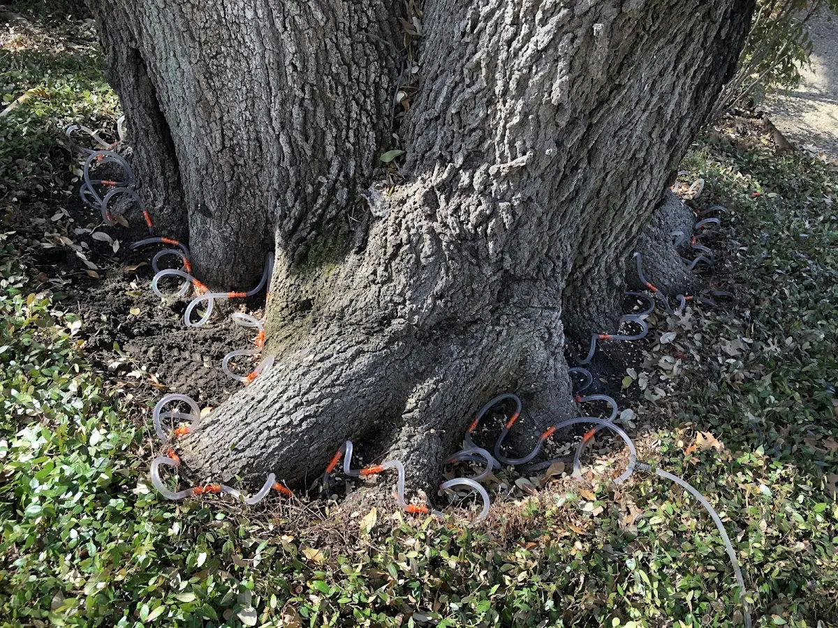 Detailed Tree Cabling and Bracing job site in Davenport