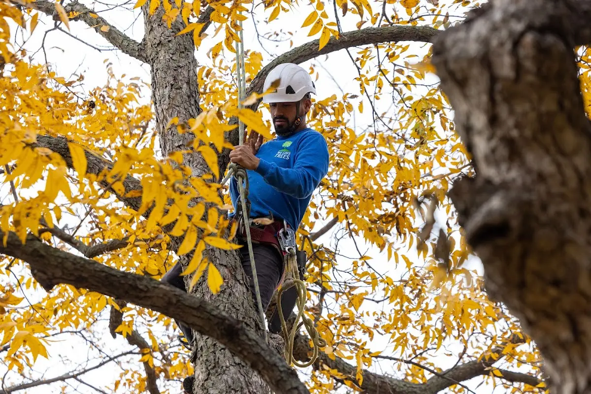 Skilled Tree Pruning crew working in Davenport