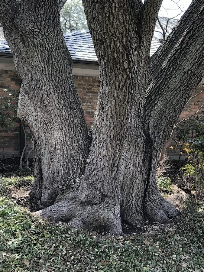 Mature heritage tree close to a Davenport property cared for by certified arborists